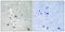 TIR Domain Containing Adaptor Protein antibody, LS-C199657, Lifespan Biosciences, Immunohistochemistry paraffin image 