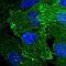 ENAH Actin Regulator antibody, NBP1-87914, Novus Biologicals, Immunocytochemistry image 