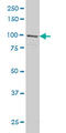 Glutamate Ionotropic Receptor Delta Type Subunit 1 antibody, LS-C197351, Lifespan Biosciences, Western Blot image 