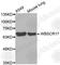 Polypeptide N-Acetylgalactosaminyltransferase 17 antibody, A3481, ABclonal Technology, Western Blot image 