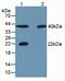 Carbonic Anhydrase 3 antibody, abx131750, Abbexa, Western Blot image 