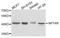 Neuropeptide Y Receptor Y4 antibody, A8143, ABclonal Technology, Western Blot image 
