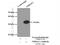 NmrA Like Redox Sensor 1 antibody, 15765-1-AP, Proteintech Group, Immunoprecipitation image 