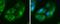 Isocitrate Dehydrogenase (NADP(+)) 1, Cytosolic antibody, MA5-27759, Invitrogen Antibodies, Immunofluorescence image 