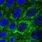 Transmembrane Protein 141 antibody, NBP1-81207, Novus Biologicals, Immunofluorescence image 