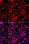 FASN antibody, LS-C746739, Lifespan Biosciences, Immunofluorescence image 