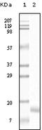 Synuclein Gamma antibody, 32-216, ProSci, Enzyme Linked Immunosorbent Assay image 