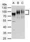 PVR Cell Adhesion Molecule antibody, PA5-78140, Invitrogen Antibodies, Western Blot image 