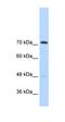 GTF2I Repeat Domain Containing 1 antibody, orb329740, Biorbyt, Western Blot image 