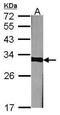 Prohibitin antibody, PA5-27329, Invitrogen Antibodies, Western Blot image 