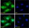 DIOII antibody, PA5-18659, Invitrogen Antibodies, Immunofluorescence image 