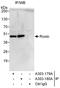 THAP domain-containing protein 11 antibody, A303-179A, Bethyl Labs, Immunoprecipitation image 