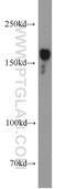 TBC1 Domain Family Member 1 antibody, 22124-1-AP, Proteintech Group, Western Blot image 