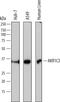Aldo-Keto Reductase Family 1 Member C3 antibody, AF7678, R&D Systems, Western Blot image 