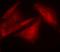 G3BP Stress Granule Assembly Factor 1 antibody, orb14807, Biorbyt, Immunofluorescence image 