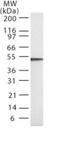 Caspase 2 antibody, GTX13870, GeneTex, Western Blot image 