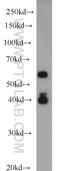 Poly(A) Binding Protein Interacting Protein 1 antibody, 10675-1-AP, Proteintech Group, Western Blot image 