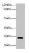 Glutathione S-transferase P 1 antibody, LS-C285519, Lifespan Biosciences, Western Blot image 