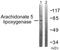 Arachidonate 5-Lipoxygenase antibody, LS-B8370, Lifespan Biosciences, Western Blot image 