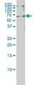 EH Domain Containing 4 antibody, H00030844-M01, Novus Biologicals, Western Blot image 