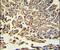 Heat Shock Protein Family B (Small) Member 1 antibody, PA5-14023, Invitrogen Antibodies, Immunohistochemistry frozen image 