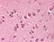 Mitotic Arrest Deficient 2 Like 1 antibody, orb86627, Biorbyt, Immunohistochemistry paraffin image 