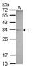 Mediator Complex Subunit 4 antibody, NBP1-33671, Novus Biologicals, Western Blot image 