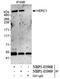 HECT And RLD Domain Containing E3 Ubiquitin Protein Ligase Family Member 1 antibody, NBP1-05969, Novus Biologicals, Immunoprecipitation image 