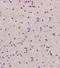 Glial Cell Derived Neurotrophic Factor antibody, orb10704, Biorbyt, Immunohistochemistry paraffin image 