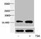 Histone Cluster 4 H4 antibody, A68357-100, Epigentek, Western Blot image 