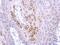 Tripartite Motif Containing 4 antibody, NBP2-20716, Novus Biologicals, Immunohistochemistry paraffin image 