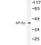 Transcription Factor AP-2 Gamma antibody, LS-C177129, Lifespan Biosciences, Western Blot image 