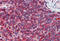 Phosphatidylinositol-5-Phosphate 4-Kinase Type 2 Alpha antibody, MBS246345, MyBioSource, Immunohistochemistry frozen image 