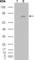 CD334 antibody, abx011770, Abbexa, Western Blot image 