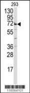 Mitochondrial Intermediate Peptidase antibody, 57-848, ProSci, Western Blot image 