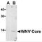 West Nile Virus envelope glycoprotein M antibody, TA160066, Origene, Western Blot image 