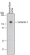 Contactin 1 antibody, PA5-47959, Invitrogen Antibodies, Western Blot image 