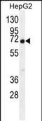 Chromosome 11 Open Reading Frame 95 antibody, PA5-48176, Invitrogen Antibodies, Western Blot image 