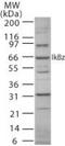 NFKB Inhibitor Zeta antibody, PA1-41088, Invitrogen Antibodies, Western Blot image 