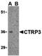 C1q And TNF Related 3 antibody, LS-B465, Lifespan Biosciences, Western Blot image 