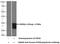 HscB Mitochondrial Iron-Sulfur Cluster Cochaperone antibody, 15132-1-AP, Proteintech Group, Western Blot image 