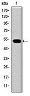 Transmembrane Serine Protease 4 antibody, orb96755, Biorbyt, Western Blot image 
