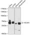 REST Corepressor 1 antibody, GTX66126, GeneTex, Western Blot image 