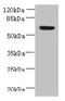 Neurexophilin And PC-Esterase Domain Family Member 1 antibody, CSB-PA847620LA01HU, Cusabio, Western Blot image 