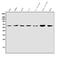 RIO Kinase 1 antibody, A10785-1, Boster Biological Technology, Western Blot image 