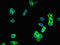 Guanylate Cyclase 2C antibody, CSB-PA010053LA01HU, Cusabio, Immunofluorescence image 