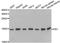 Fission, Mitochondrial 1 antibody, A5821, ABclonal Technology, Western Blot image 
