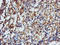 Tubulin Alpha Like 3 antibody, LS-C173415, Lifespan Biosciences, Immunohistochemistry frozen image 