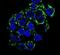 PCK2 antibody, PA5-15366, Invitrogen Antibodies, Immunofluorescence image 