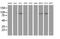 Dipeptidyl Peptidase 8 antibody, MA5-25895, Invitrogen Antibodies, Western Blot image 